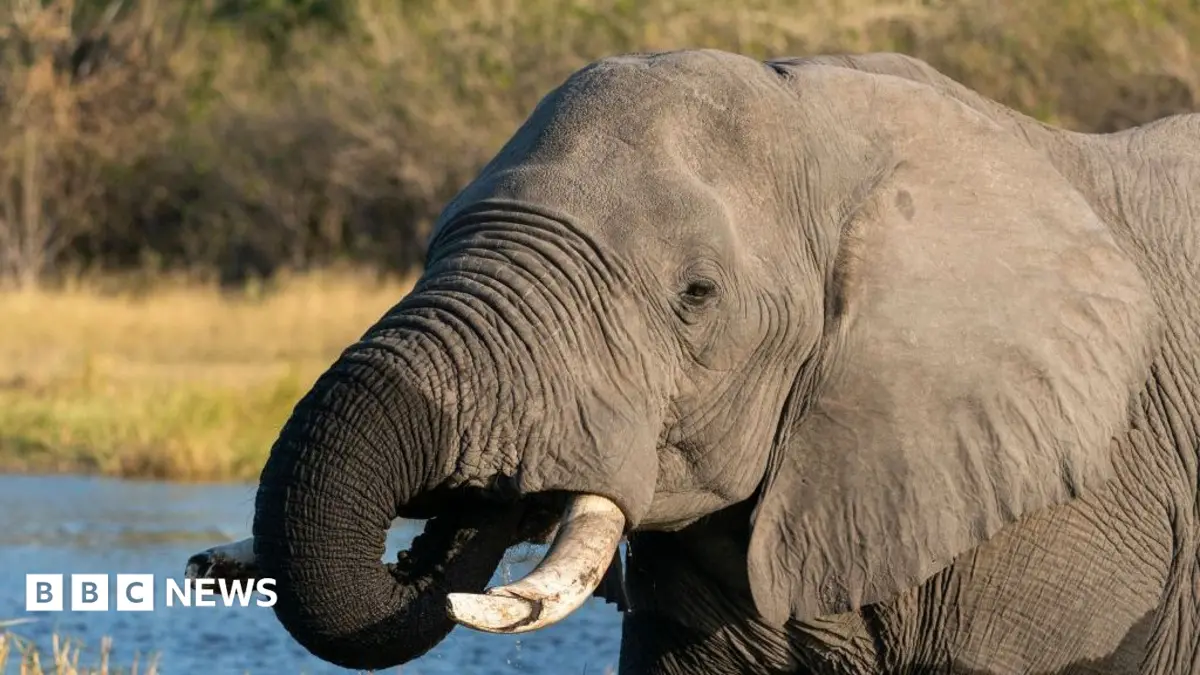 Botswana Authorises Slaughter of 23 Elephants for Independence Day Festivities