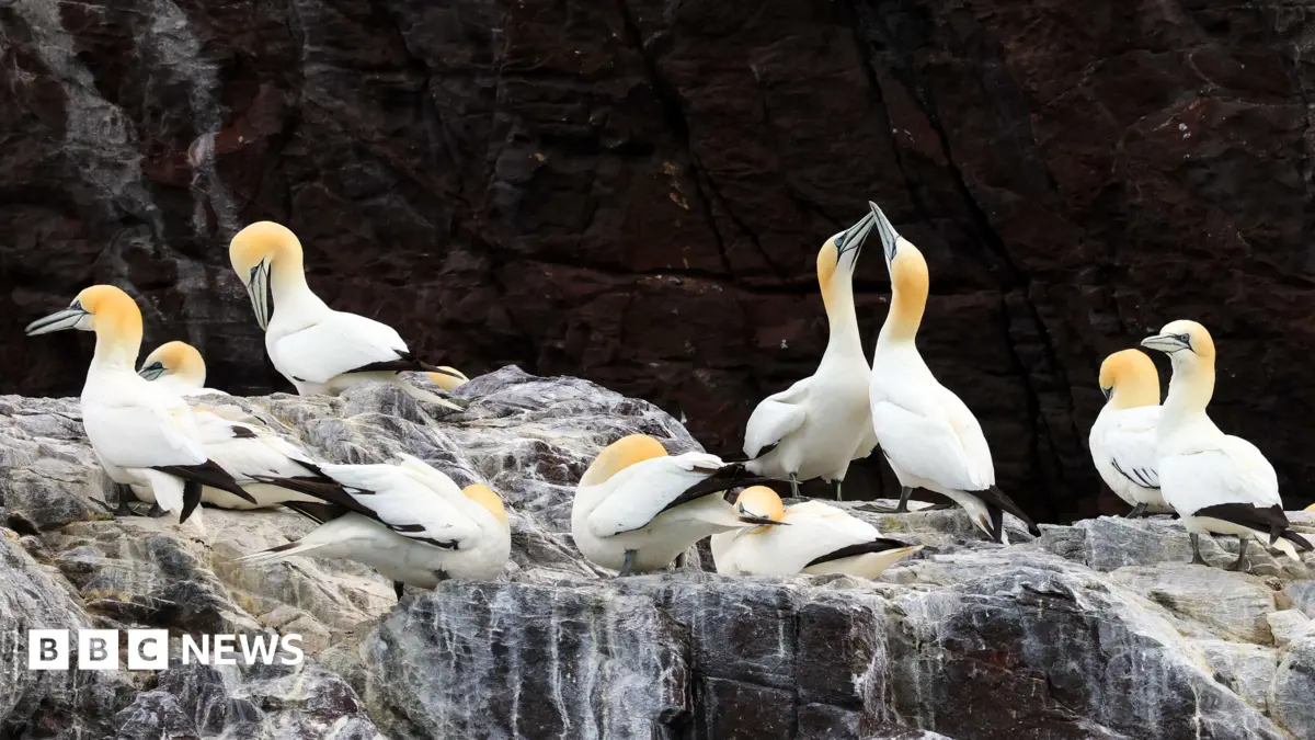 Scottish and Welsh Gannet Colonies Face 15-Year Bird Flu Recovery After 2022 Outbreak
