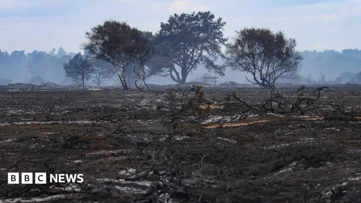 Dunwich Heath Fire Declared Stable, Fundraiser Launched for RSPB Minsmere Recovery