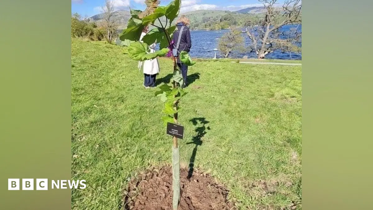 Sapling Propagated From Sycamore Gap Tree Stolen From Lake District Castle Grounds