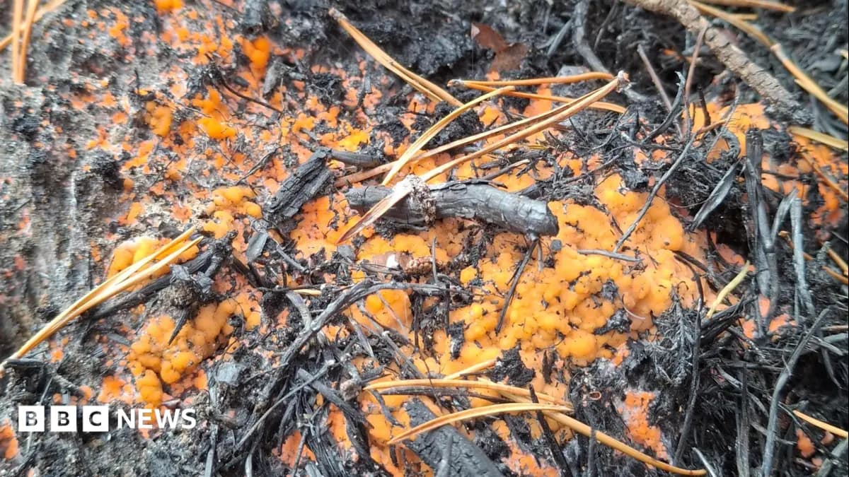 Fire Fungus Appears in Scottish Park After Wildfire Ravages Woodland