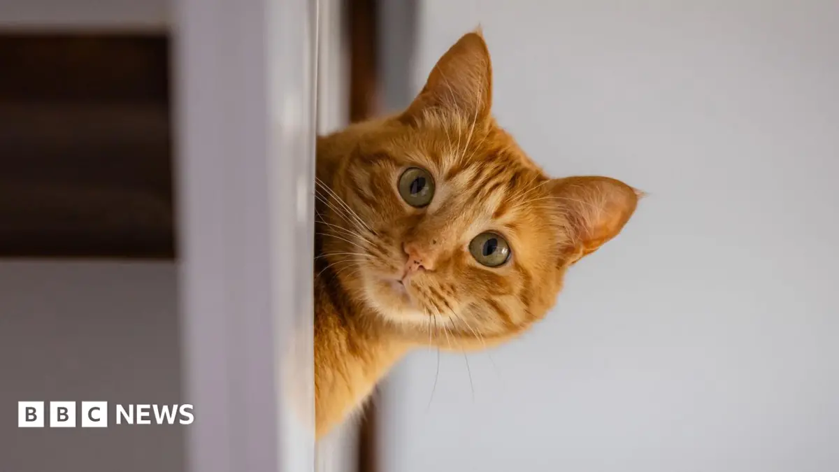 Tenant Demand for Pet-Friendly Rentals Declines Post-Legislation Amidst Misinterpretation