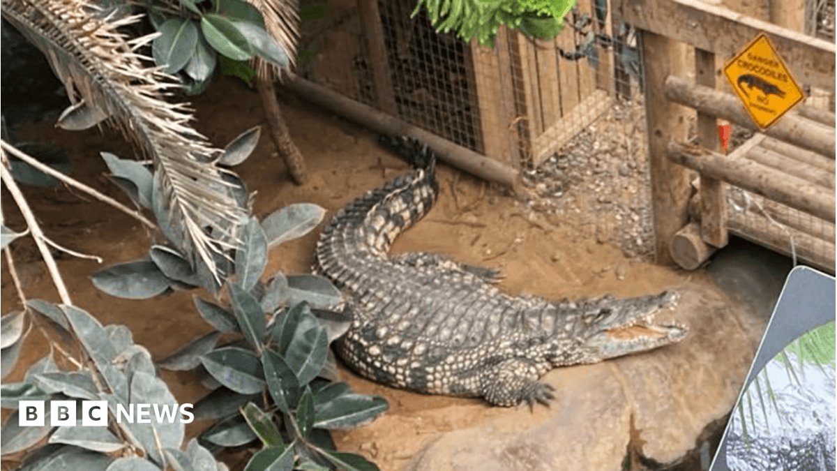 Three-Year-Old Undergoes Five Surgeries Following Crocodile Attack in Queensland