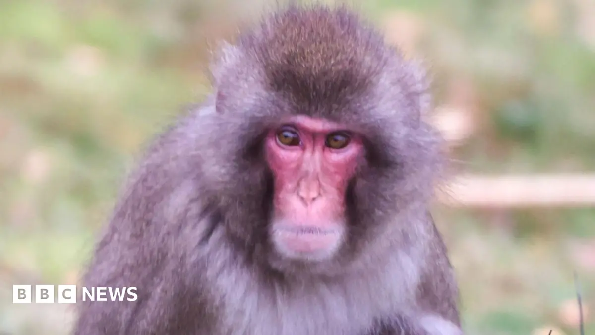 Japanese Macaque Escapes Highland Wildlife Park Enclosure, Public Alert Issued