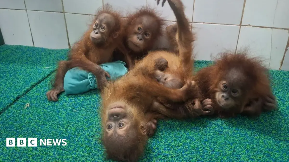 Indian Authorities Launch Investigation After Two Orangutan Infants Discovered in Odisha Forest