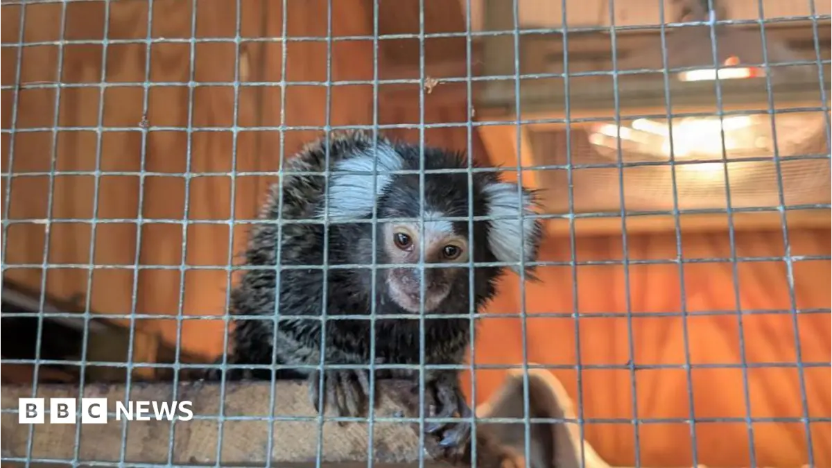 Marmoset Monkey Found Abandoned in Laundry Bag on London 302 Bus