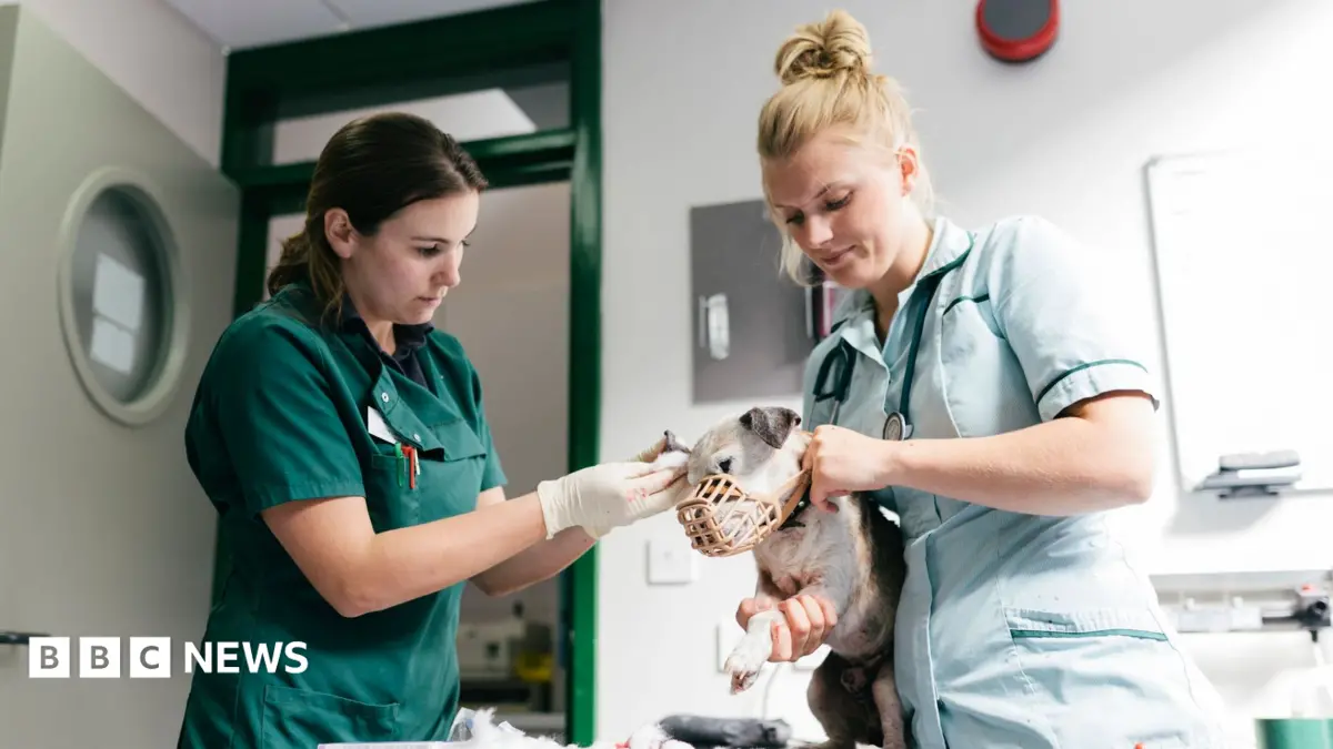 Vets Must Disclose Cheaper Online Medicines and Cap Prescription Fees