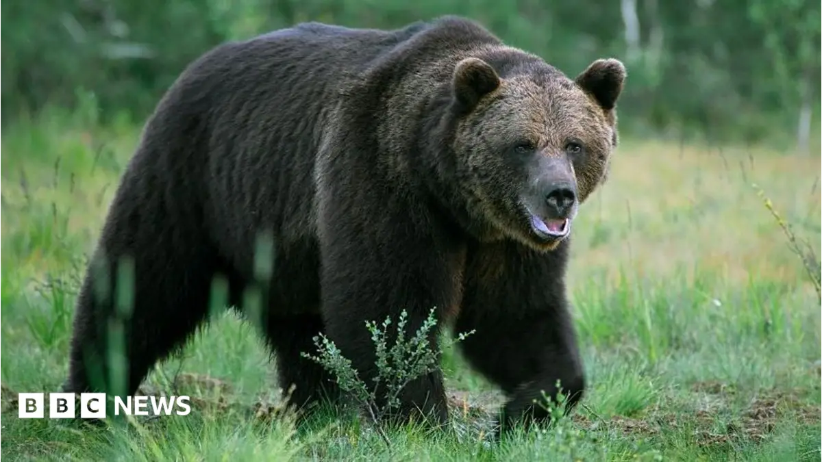 Bear Attacks Nomadic Dwelling Near Ulaanbaatar, One Man Dead, Woman Injured