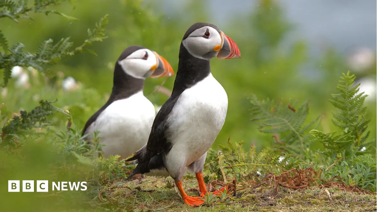Twenty Breeding Puffin Pairs Establish Colony on Lighthouse Island After Reintroduction