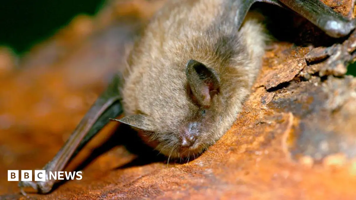 Rabies Claims Life of 11-Year-Old Canadian Boy After Bat Encounter