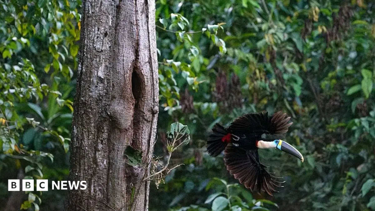 Brazil's Amazon Deforestation Halves in One Year Under Lula Administration