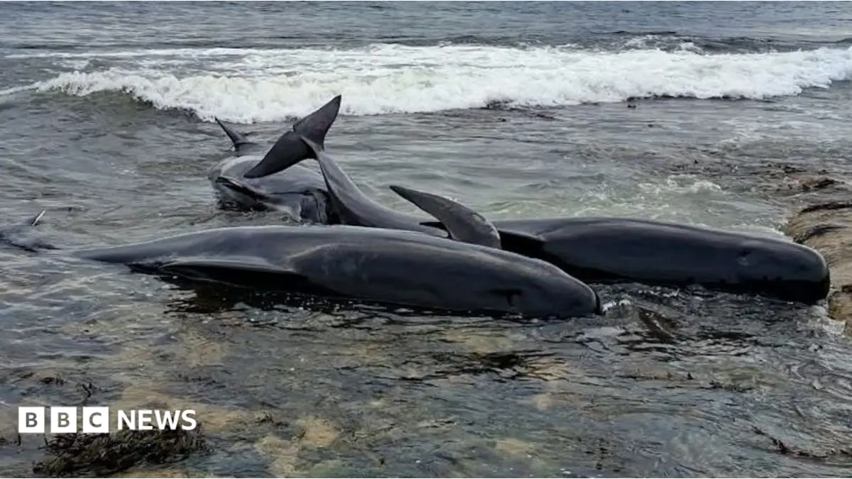 Northumberland Coast Pilot Whale Stranding Sees Two Animals Die