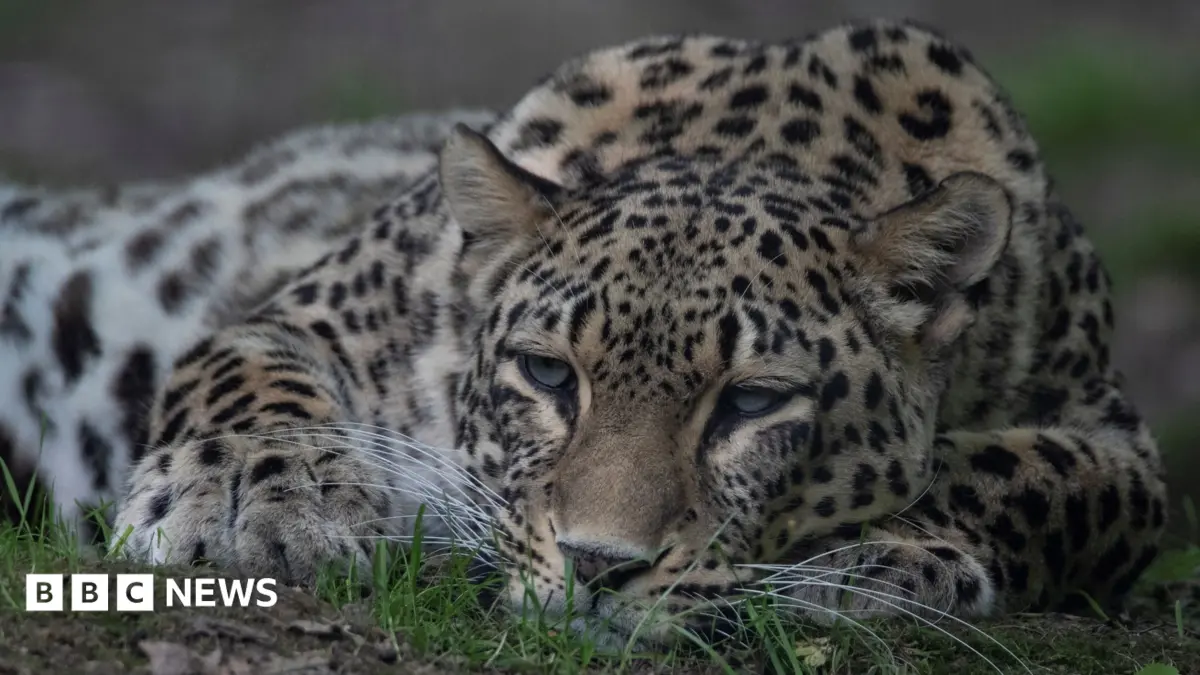 Dutch Zookeeper Dies After Leopard Attack at Beekse Bergen Safari Park