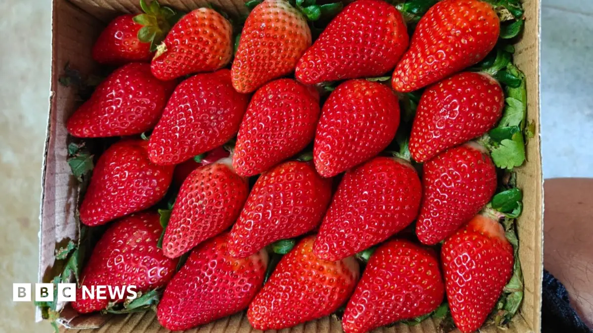 India Develops Indigenous Strawberry Varieties to Challenge Western Dominance