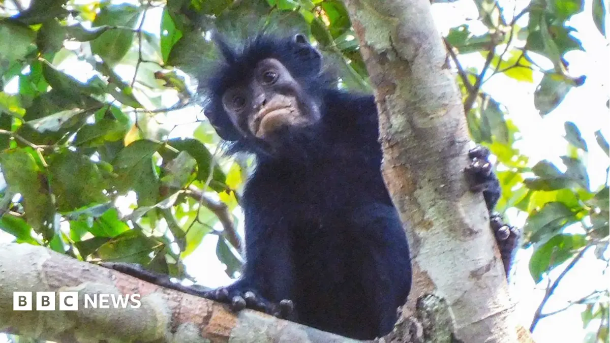DR Congo Forest Yields New Monkey Species: Cercopithecus ascanius kekembonae Identified