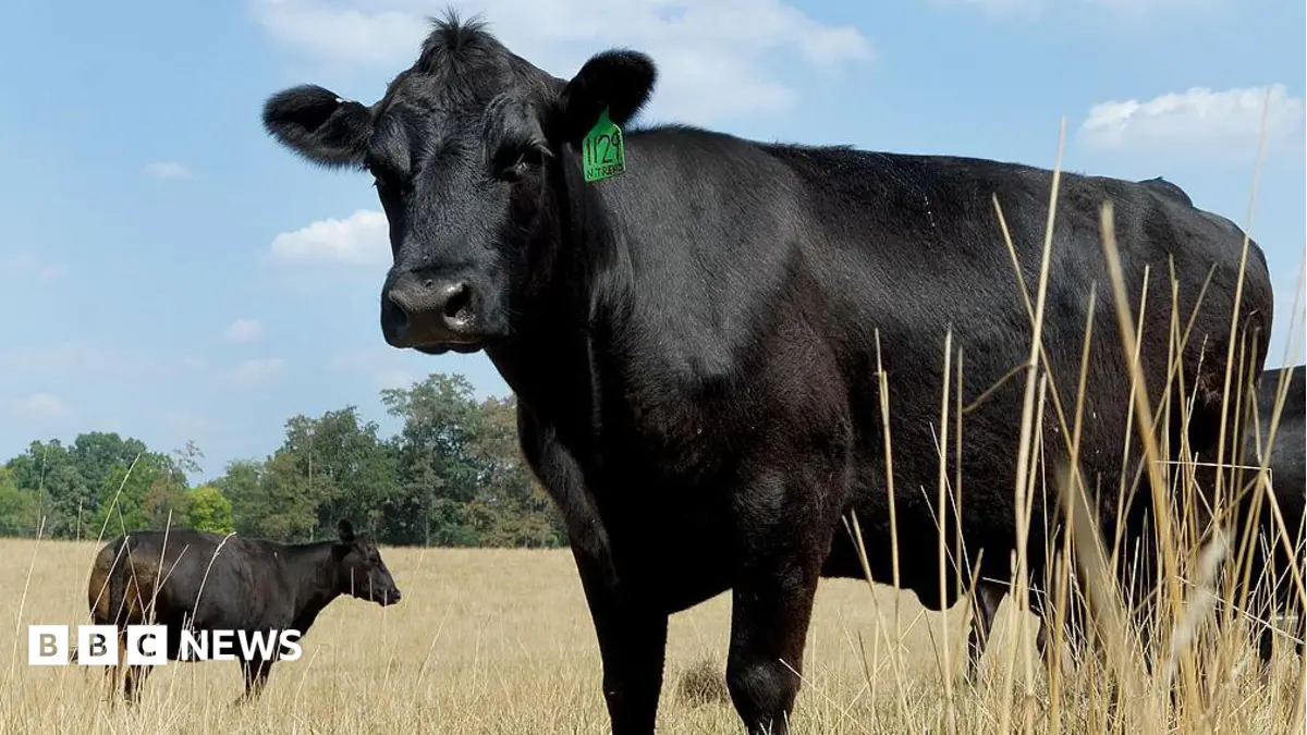US Beef Prices Hit Record Highs as Corporate Consolidation Benefits Processors