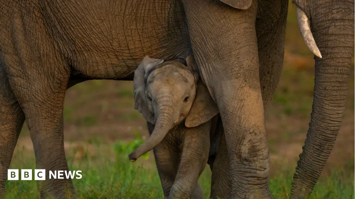 UN Biodiversity Conference Secures Global Accord on Nature Protection Targets