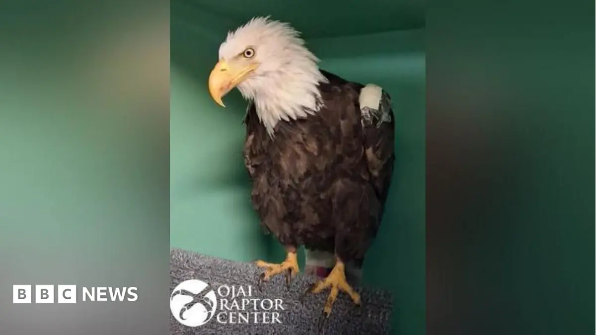 California Bald Eagle Jackie Dies Following Weeks of Intensive Care