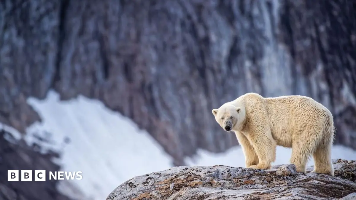 Tourist Fined £1,200 for Deliberately Waking Sleeping Svalbard Polar Bear with Foghorn