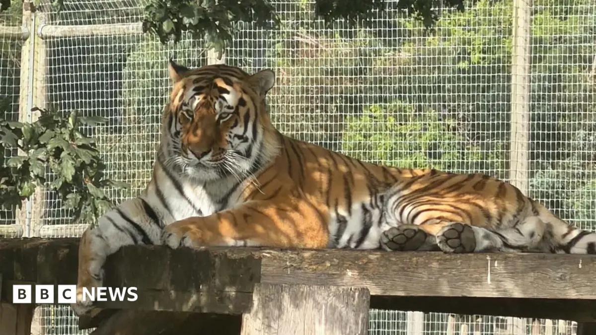 Yorkshire Wildlife Park Remains Closed After Man Fatally Attacked in Tiger Enclosure