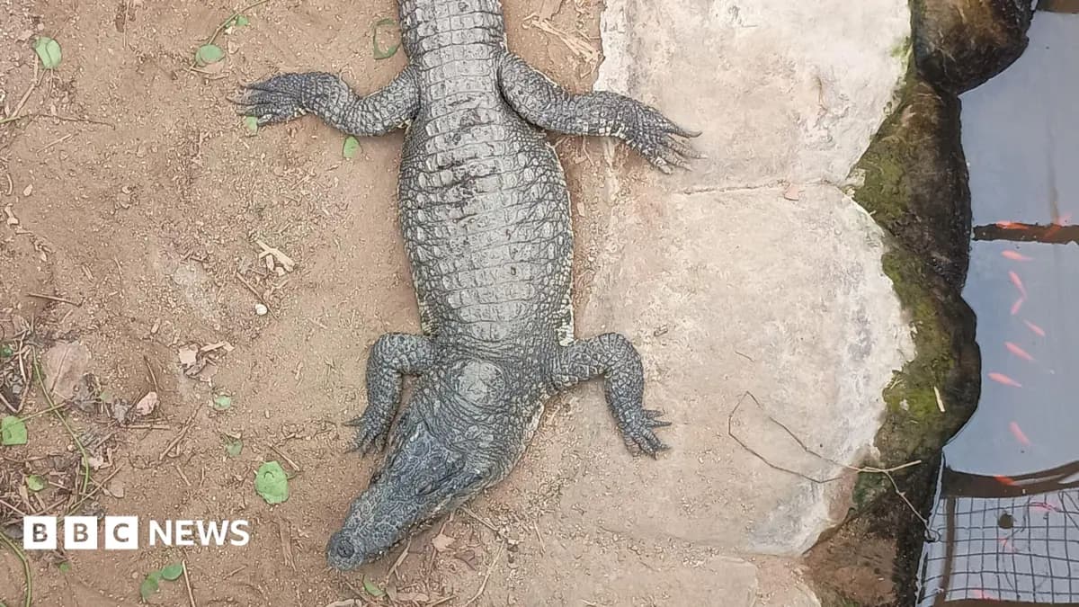 Fundraiser Exceeds £100,000 for Three-Year-Old Injured by Crocodile at Johnsons of Old Hurst