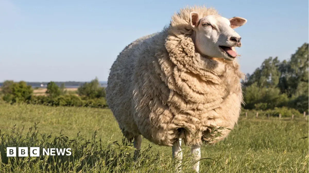 British Wool Prices Increase 70% in Twelve Months as Demand for Sustainable Products Rises