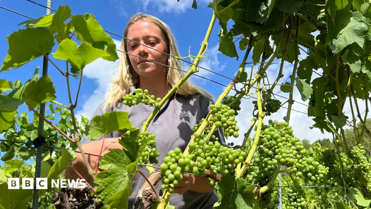 West of England Wineries Thrive While Vegetable Farms Struggle Under Drought Conditions