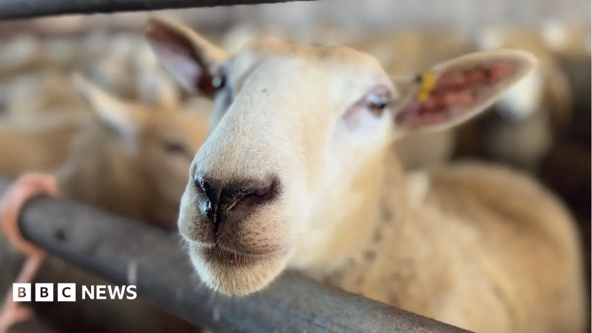 UK Government Authorises Veterinary Surgeons to Diagnose Bluetongue Amid Continued Spread