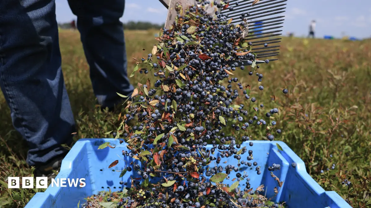 AI Systems Advise UK Farmers on Optimal Fruit Harvest Times