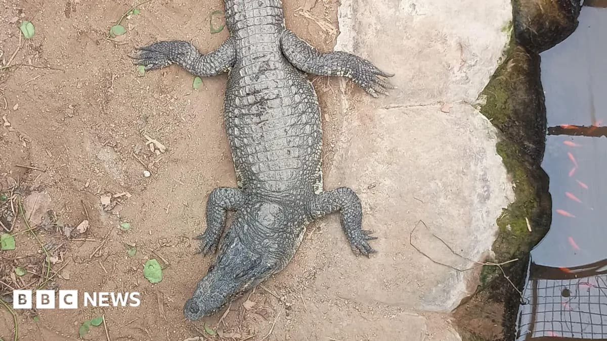Suspect in Queensland Crocodile Attack Faces Extended Bail Period