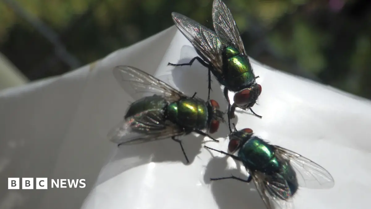 Lancashire Seaside Village Plagued by Millions of Flies, Residents Suffer