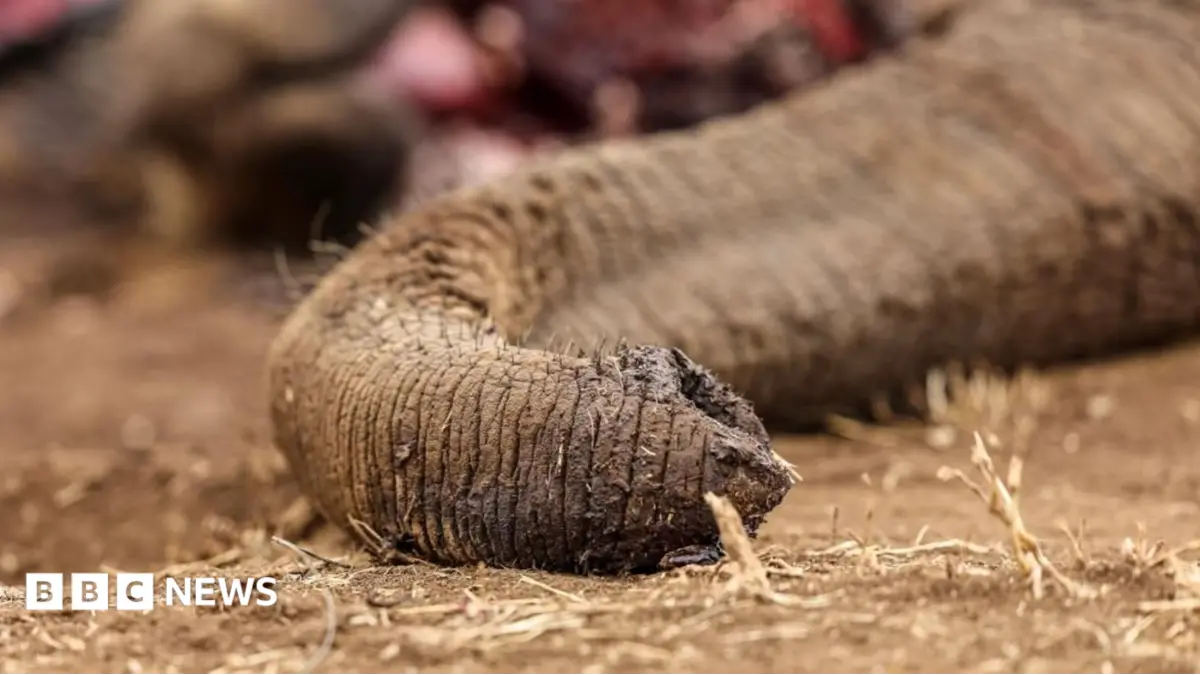 Four Detained in Kenya Over Suspected Elephant Poisoning Deaths