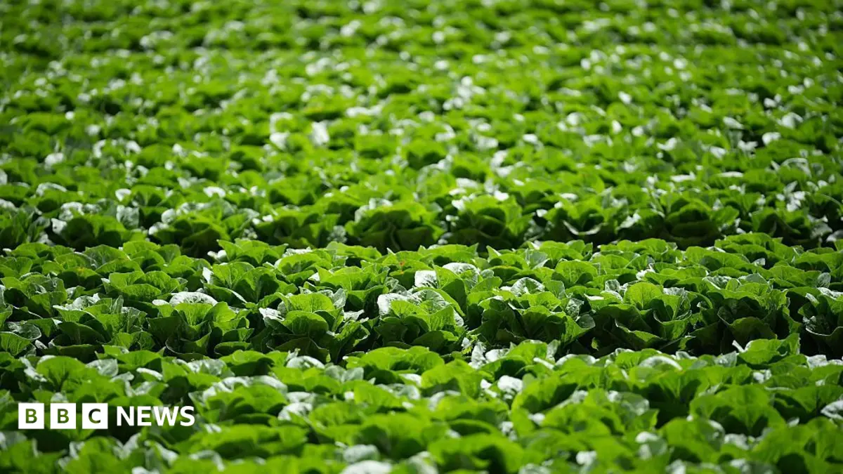 UK Lettuce Growers Face £10 Million Losses as Aphid Outbreak Ruins 30 Million Heads