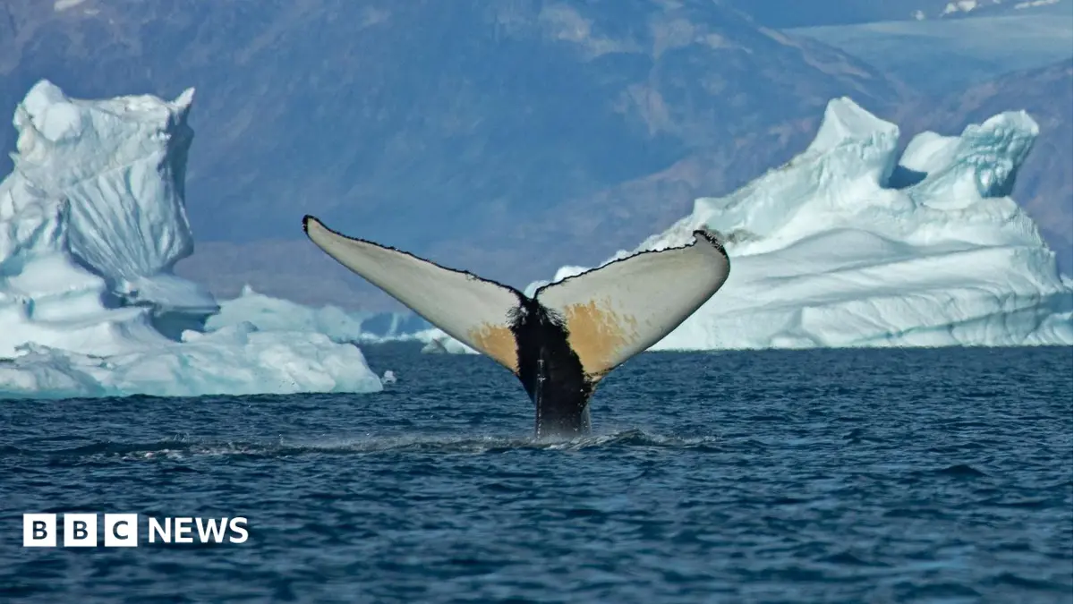 Greenland Waters See Giant Whale Influx After Arctic Ice Melt