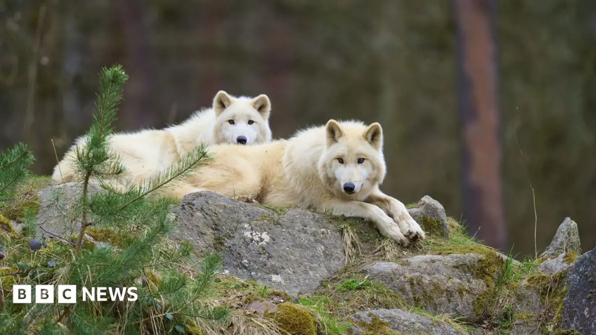 Eight-Year-Old Girl Seriously Injured by Wolf in German Wildlife Park Enclosure