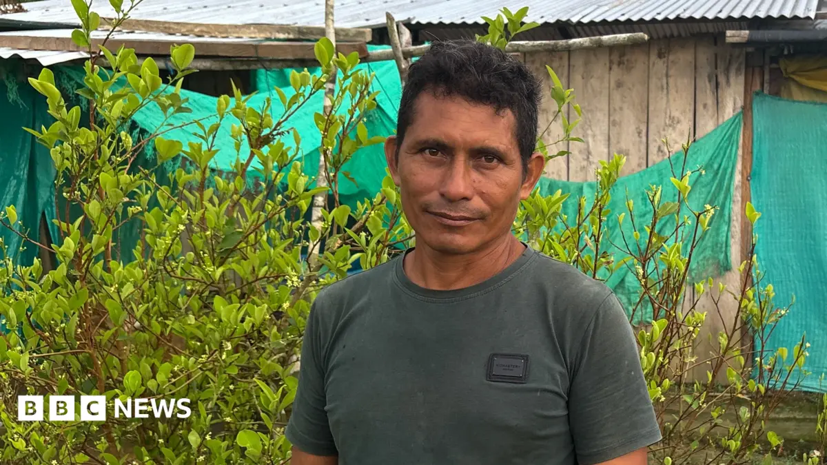 Colombian Coca Farmers Struggle to Abandon Crop Despite State Crop-Substitution Programmes