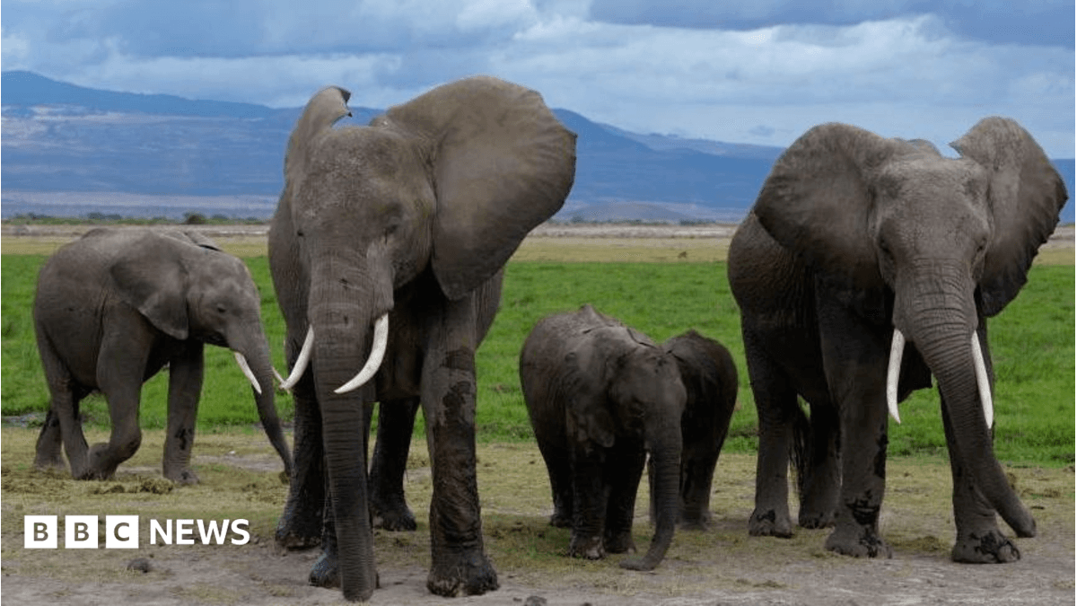 Cyanide Poisoning Suspected in 15 Kenyan Elephant Deaths Near Sagalla, Voi
