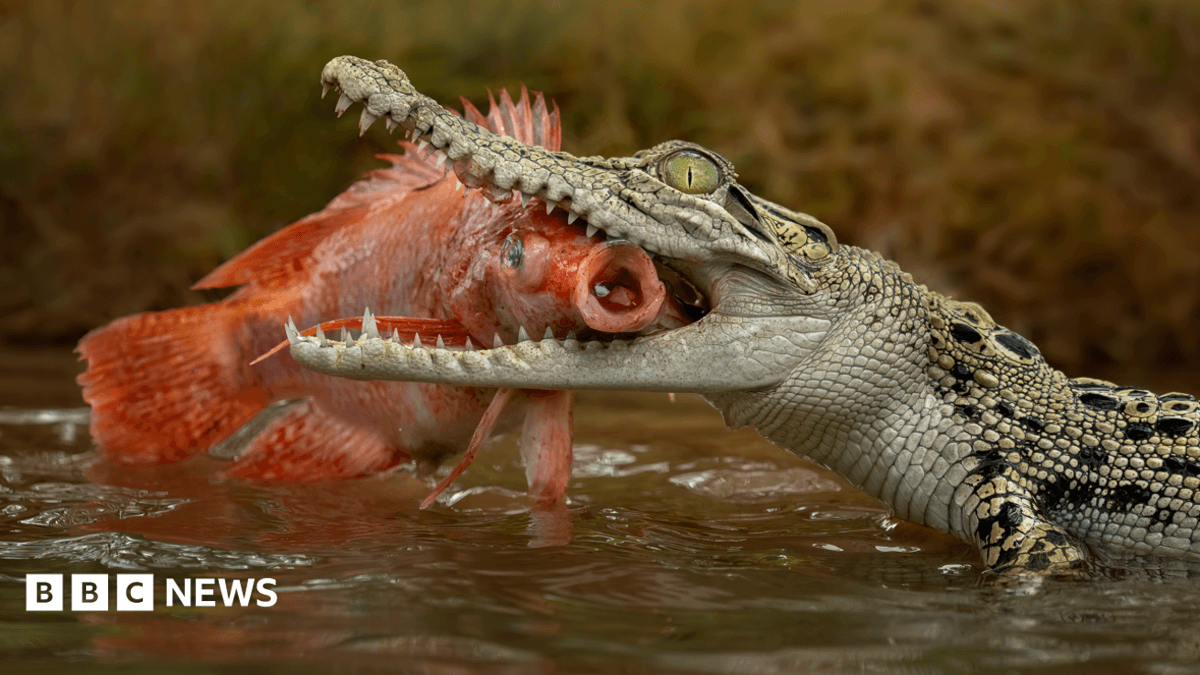 Singapore Man Charged After AI Crocodile Image Prompts Reservoir Search Operation