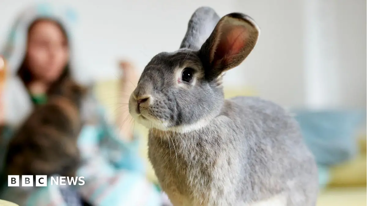 Welsh Senedd Member Mike Hedges Proposes Mandatory Training for Rabbit Owners