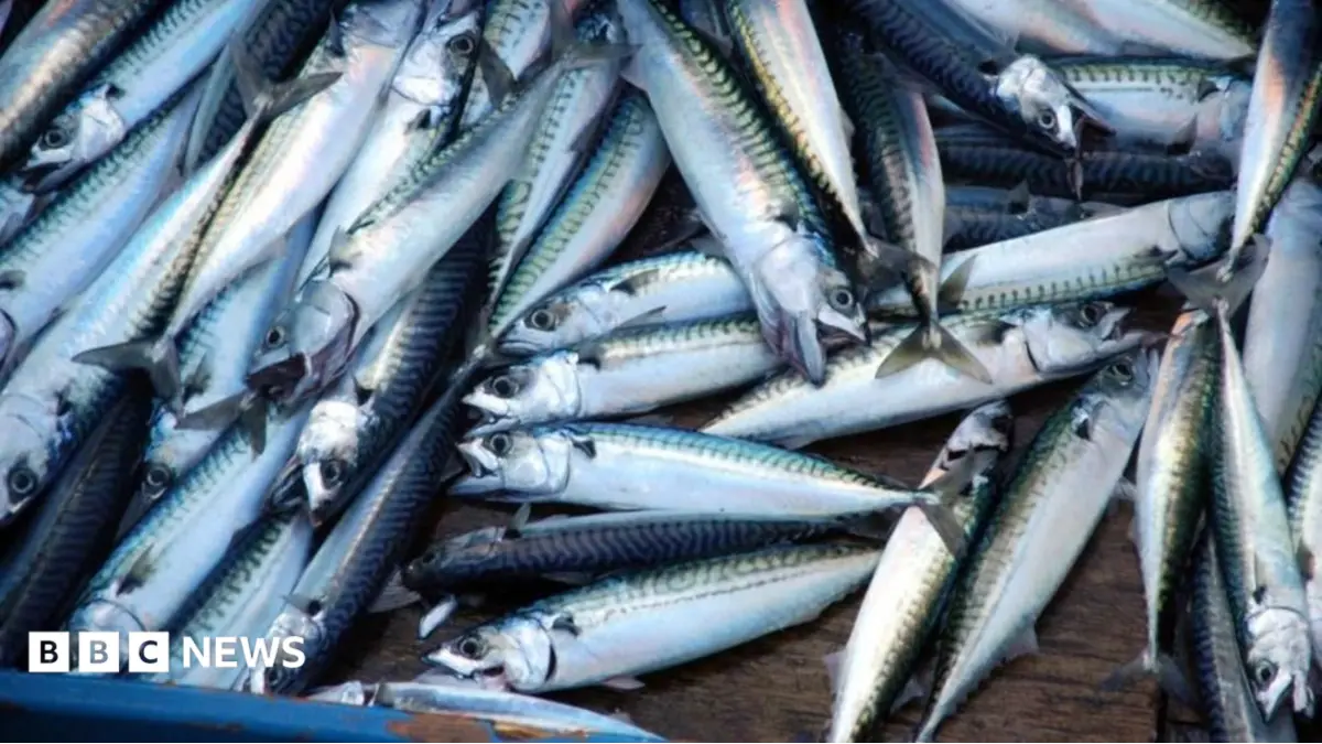 Supermarkets Substitute Jack Mackerel for Tinned Mackerel, Consumer Group Criticises Practice