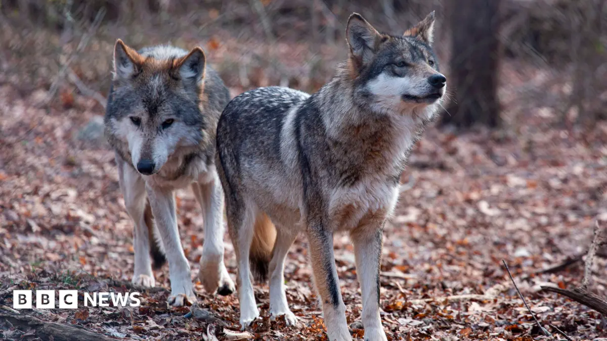 President Trump Removes Grey Wolf Endangered Species Protections Across Lower 48 States