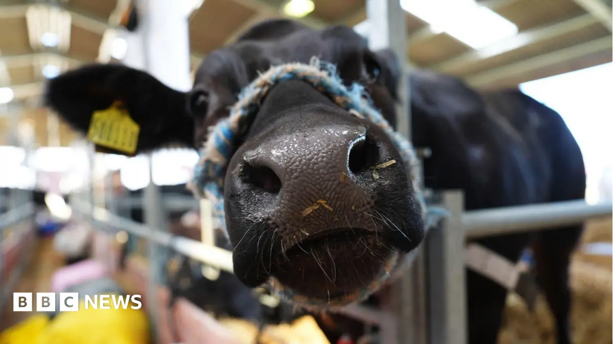 Devon County Show Prohibits Cattle and Sheep Due to South West Blue Tongue Virus Outbreak