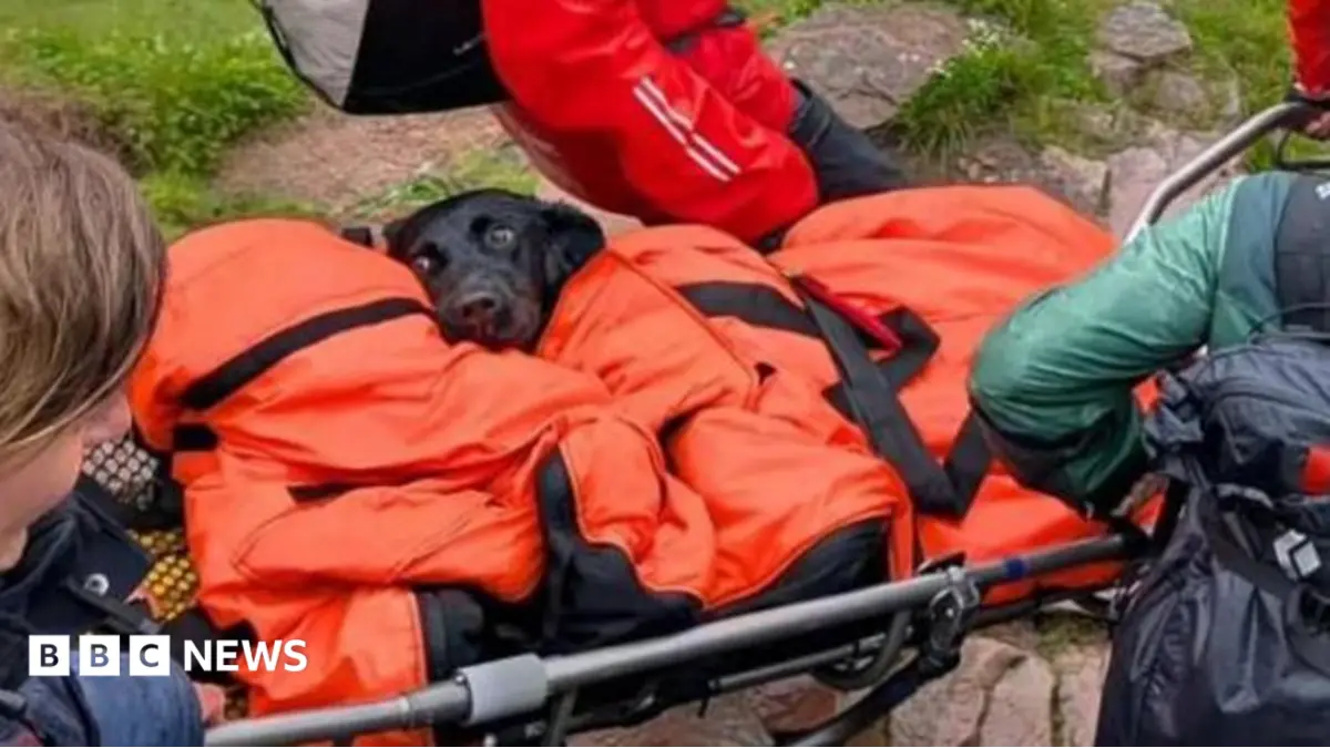 Ben Nevis Dog Rescue: Labrador Suspected of Cannabis Ingestion