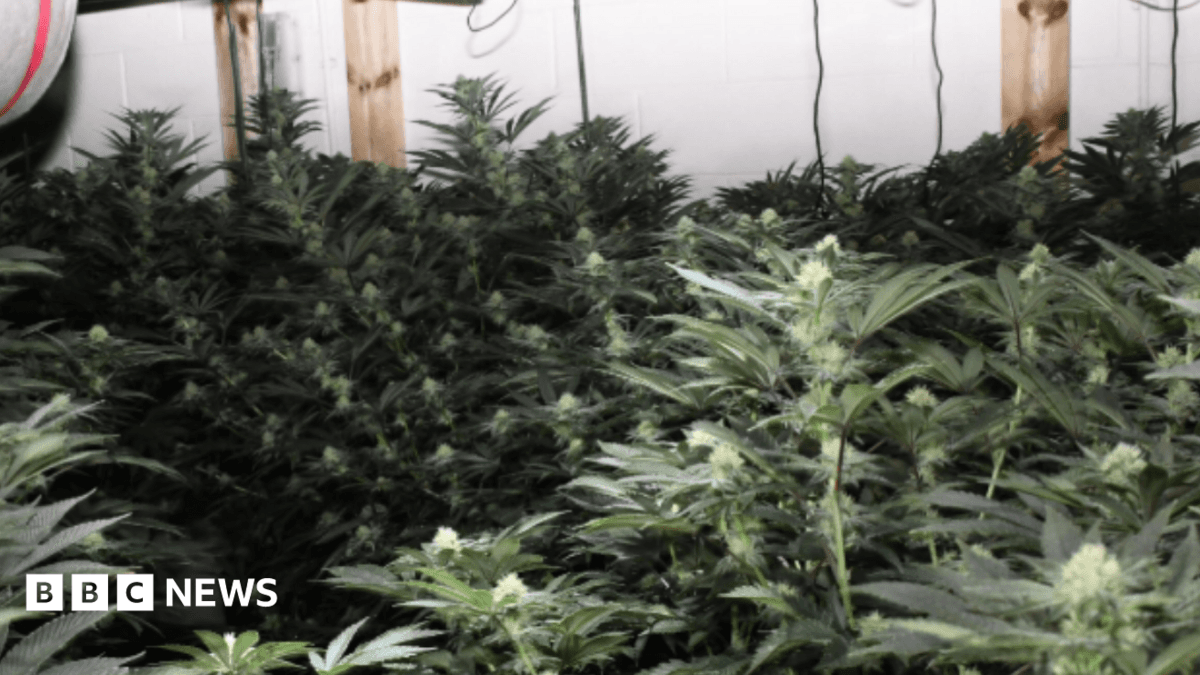 Police Dog Locates Man Behind False Wall on 300-Plant Cannabis Farm in Cardiff