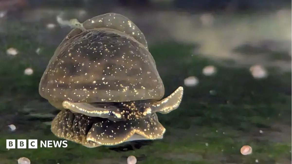 Ecologists Fight to Preserve Unique Mollusc in Snowdonia's Llyn Tegid