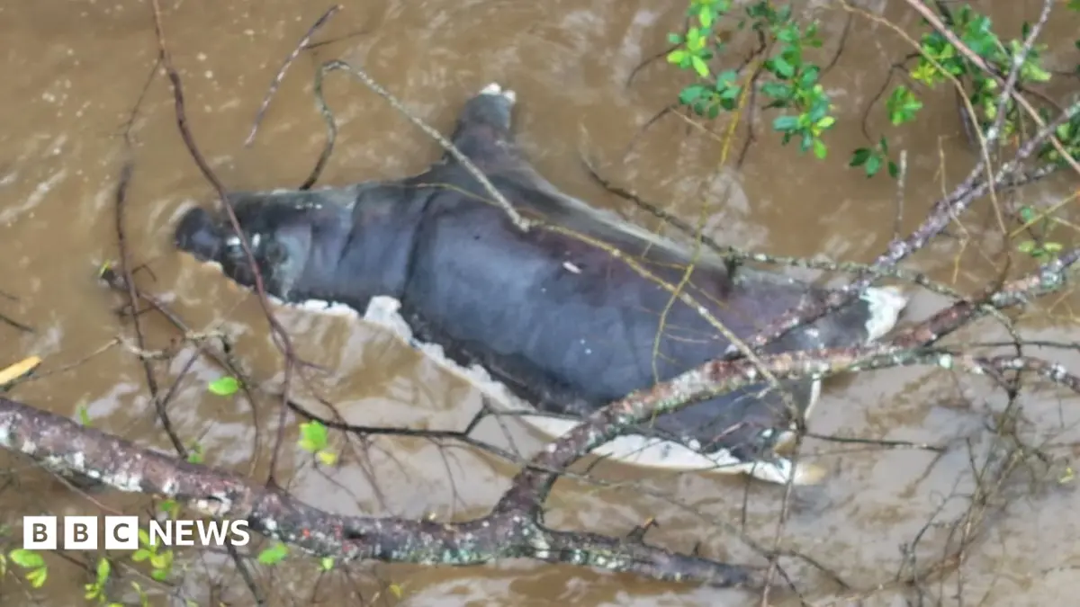 Zambian Authorities Prohibit Dead Wildlife Consumption After Anthrax Kills Dozens of Hippos
