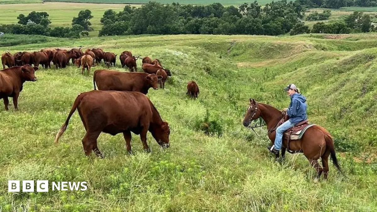 US Ranchers Grapple with Rising Costs, Undermining Support for Trump Ahead of Midterms