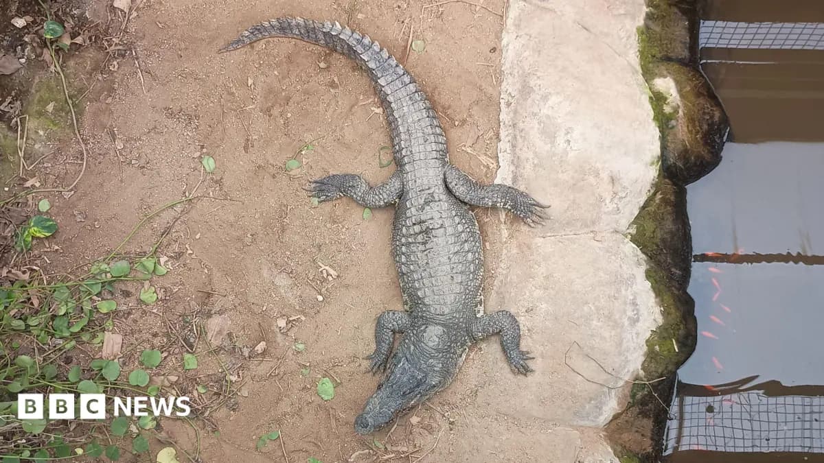 Cambridgeshire Zoo Reopens Crocodile Enclosure After Child Attacked in Tropical House