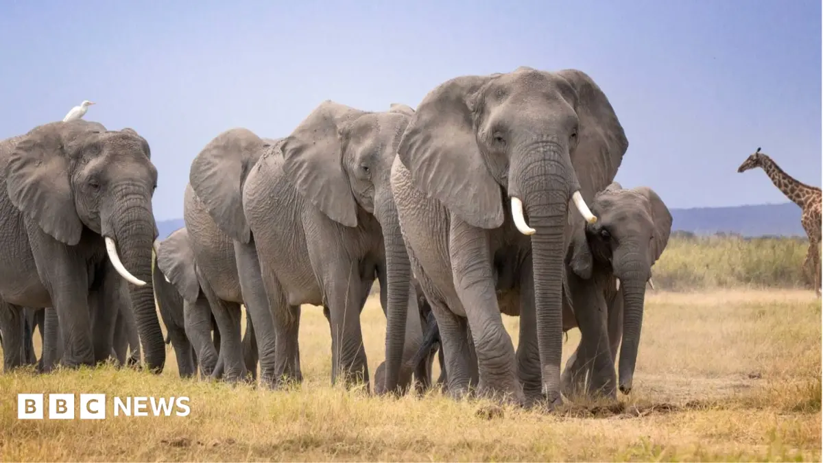 Amboseli National Park Investigates Mysterious Deaths of 14 Elephants