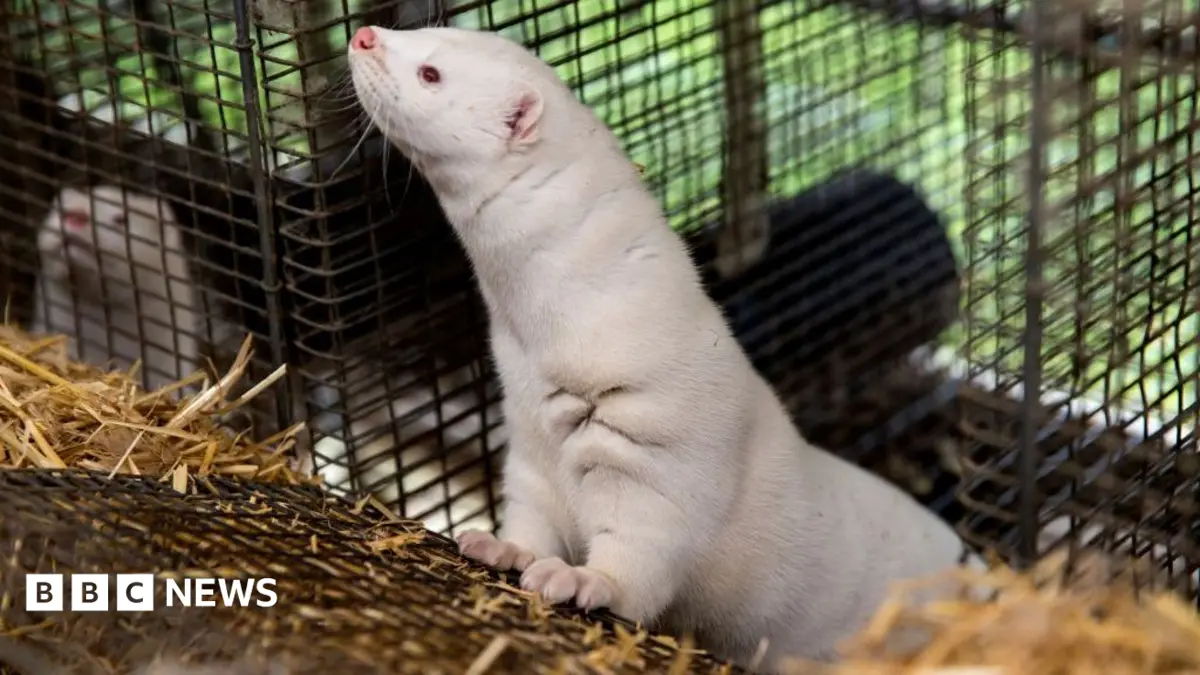 Danish Government to Implement Permanent Ban on Mink Farming After Industry Collapse